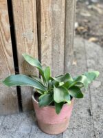 Zdjęcie Platycerium bifurcatum (Łosie rogi) w kategorii rośliny, ujęcie 1