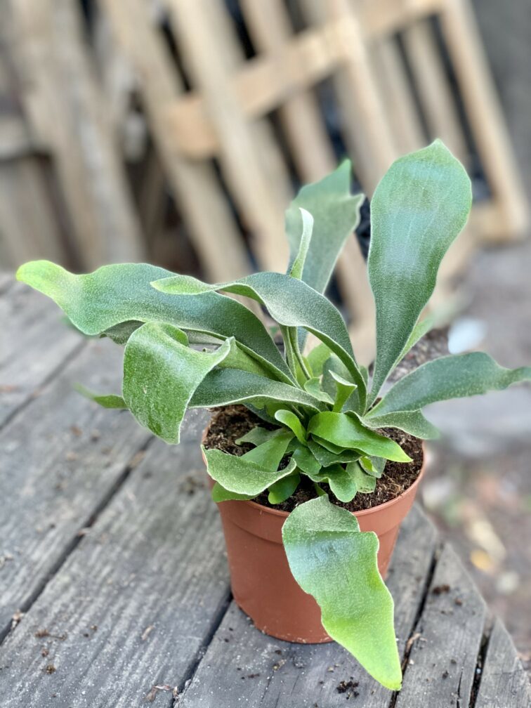 Zdjęcie Platycerium bifurcatum (Łosie rogi) w kategorii rośliny, ujęcie 3