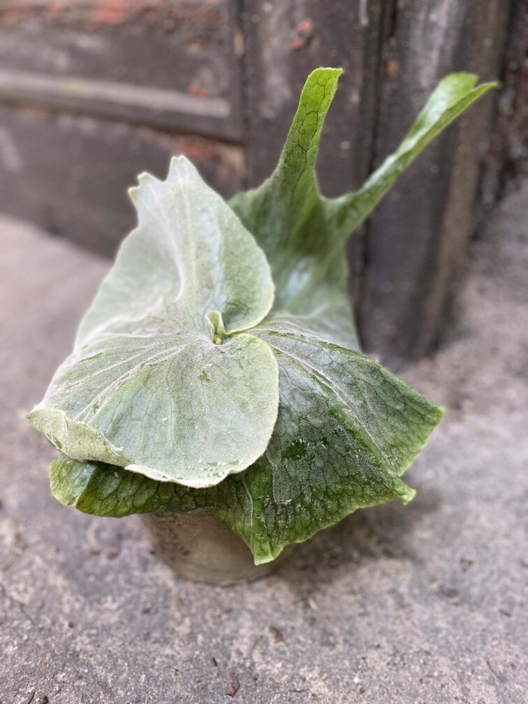 platycerium-superbum_14x25-0.jpg Zdjęcie Platycerium superbum w kategorii rośliny, ujęcie 1