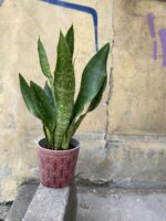 Zdjęcie Sansevieria Aubrytniana Jade w kategorii rośliny, ujęcie 1