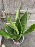 Zdjęcie Sansevieria Aubrytniana Jade w kategorii rośliny, ujęcie 3
