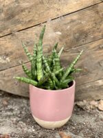 Zdjęcie Sansevieria cylindrica Shabiki w kategorii rośliny, ujęcie 1