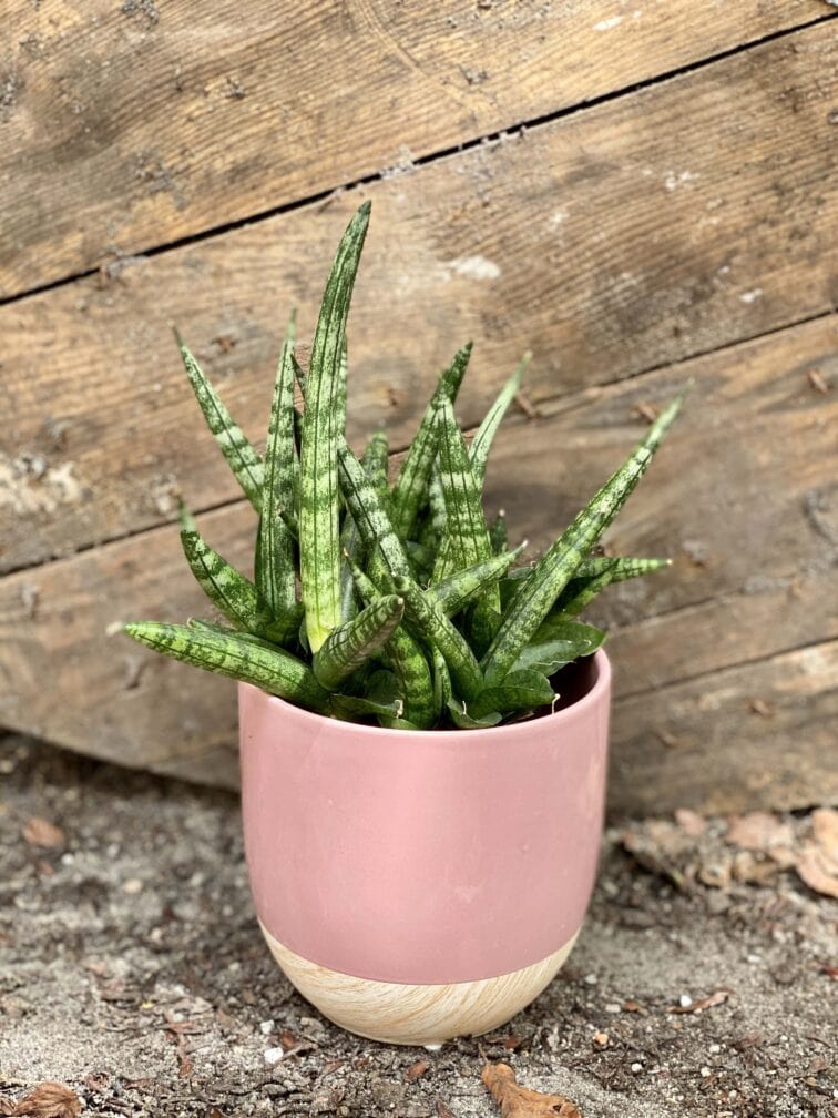 sansevieria-cylindrica-shabiki_10x25-0.jpg Zdjęcie Sansevieria cylindrica Shabiki w kategorii rośliny, ujęcie 1