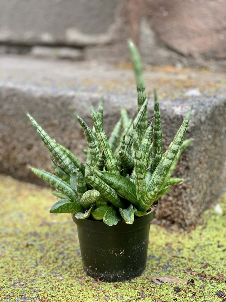 Zdjęcie Sansevieria cylindrica Shabiki w kategorii rośliny, ujęcie 2