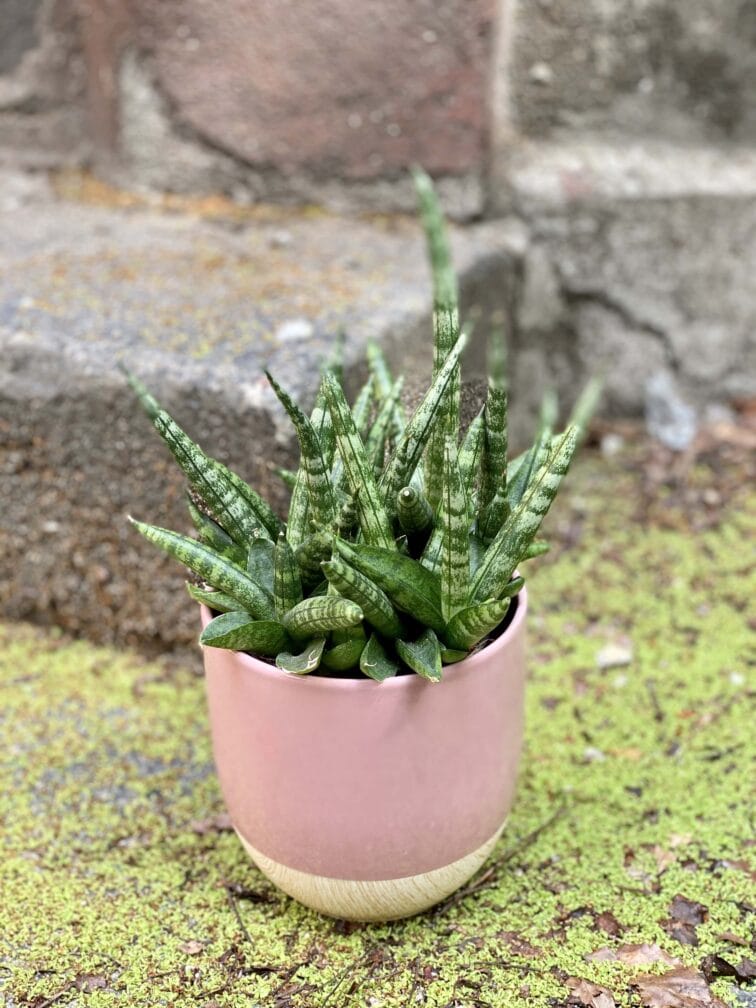 Zdjęcie Sansevieria cylindrica Shabiki w kategorii rośliny, ujęcie 3