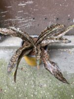 Zdjęcie Sansevieria kirkii Coppertone w kategorii rośliny, ujęcie 2