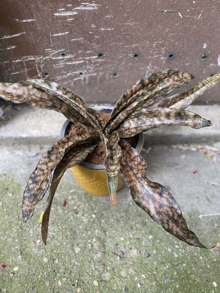 Zdjęcie Sansevieria kirkii Coppertone w kategorii rośliny, ujęcie 2