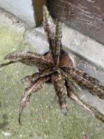 Zdjęcie Sansevieria kirkii Coppertone w kategorii rośliny, ujęcie 3
