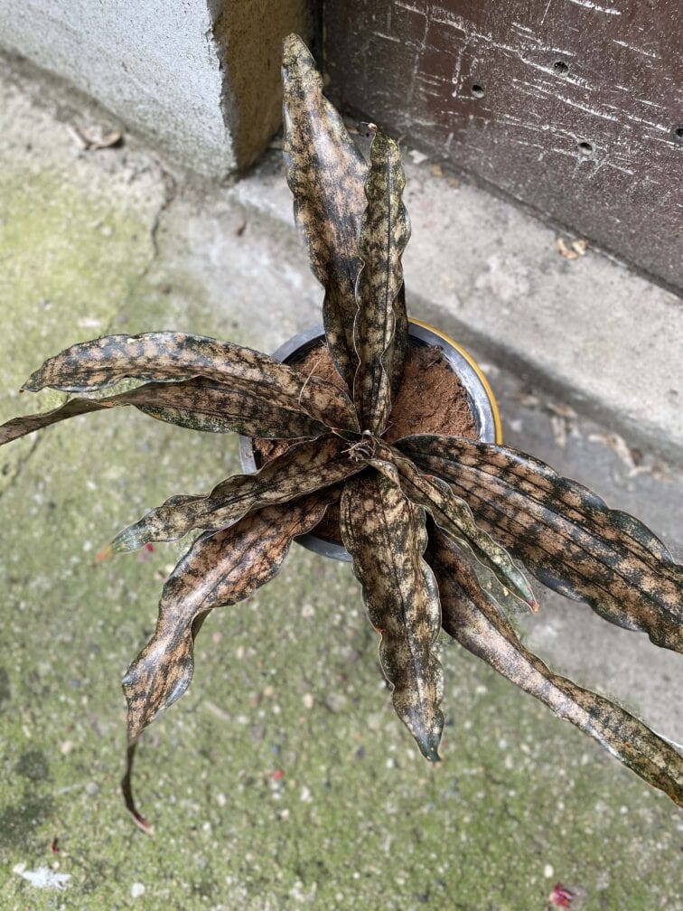 Zdjęcie Sansevieria kirkii Coppertone w kategorii rośliny, ujęcie 3