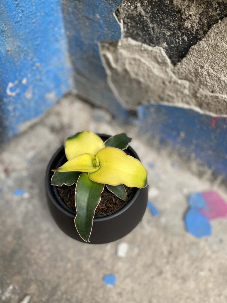 Zdjęcie Sansevieria Star Canary w kategorii rośliny, ujęcie 1