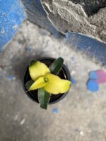 Zdjęcie Sansevieria Star Canary w kategorii rośliny, ujęcie 2