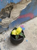 Zdjęcie Sansevieria Star Canary w kategorii rośliny, ujęcie 3