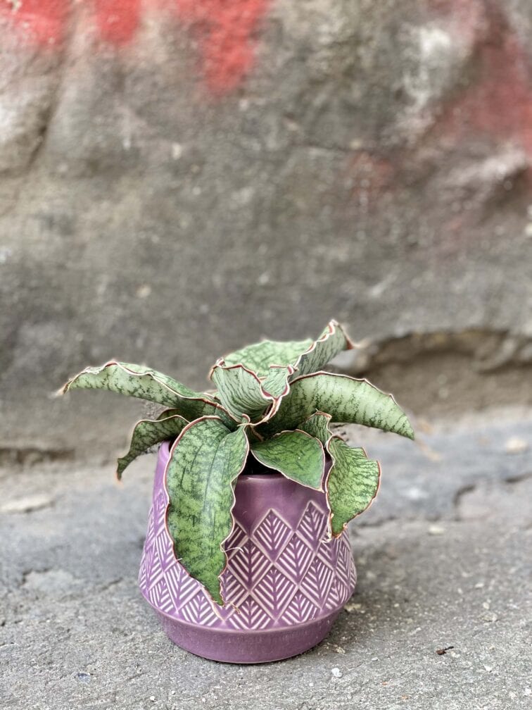 sansevieria-star-green-granite_9x10-0.jpg Zdjęcie Sansevieria Star Green Granite w kategorii rośliny, ujęcie 1