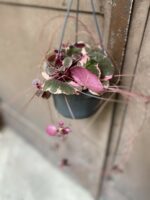 Zdjęcie Saxifraga stolonifera Tricolor (Skalnica Rozłogowa) w kategorii rośliny, ujęcie 3