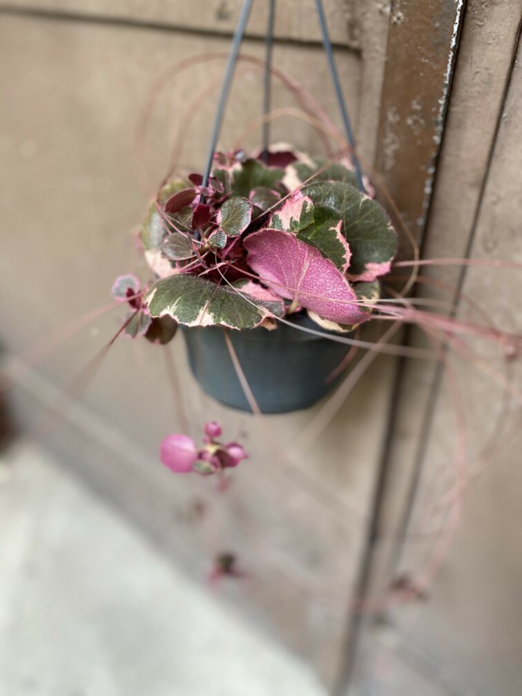 Zdjęcie Saxifraga stolonifera Tricolor (Skalnica Rozłogowa) w kategorii rośliny, ujęcie 3