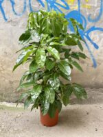 Zdjęcie Schefflera Amate w kategorii rośliny, ujęcie 1