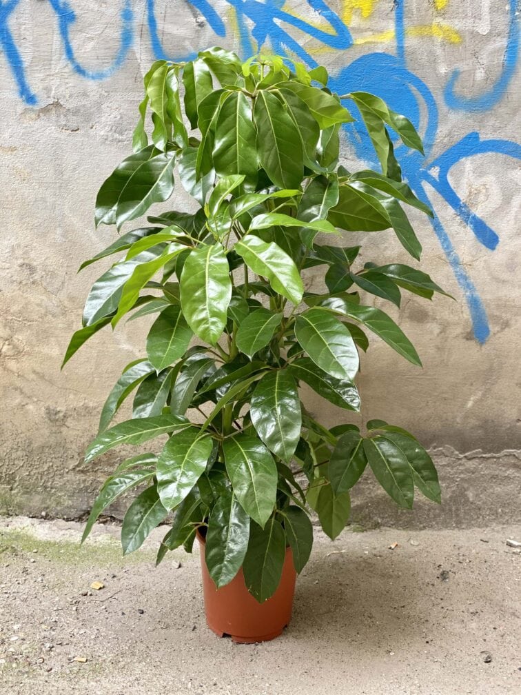 Zdjęcie Schefflera Amate w kategorii rośliny, ujęcie 1
