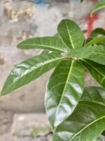 Zdjęcie Schefflera Amate w kategorii rośliny, ujęcie 2