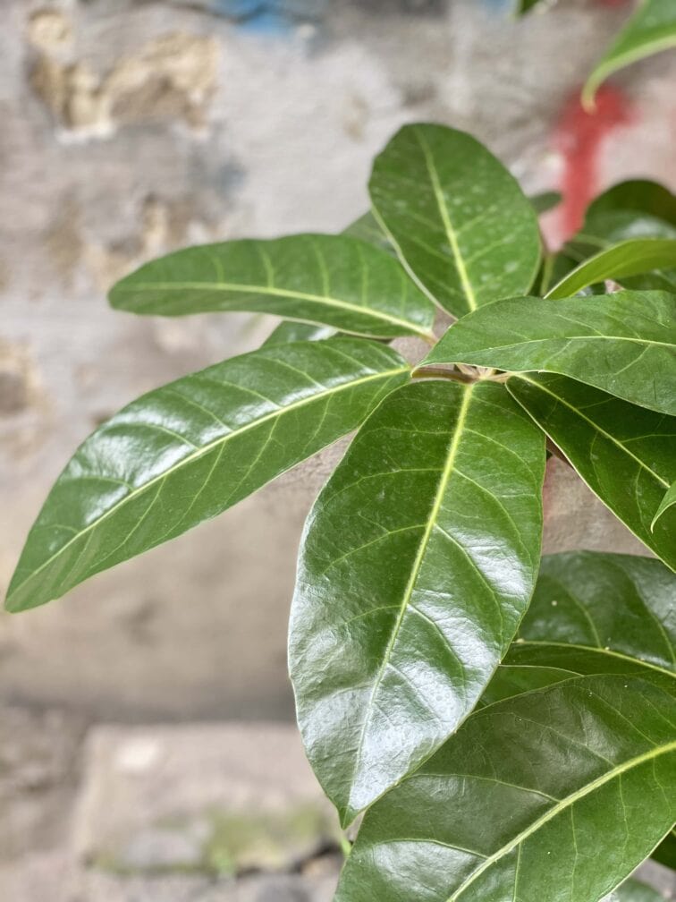 Zdjęcie Schefflera Amate w kategorii rośliny, ujęcie 2