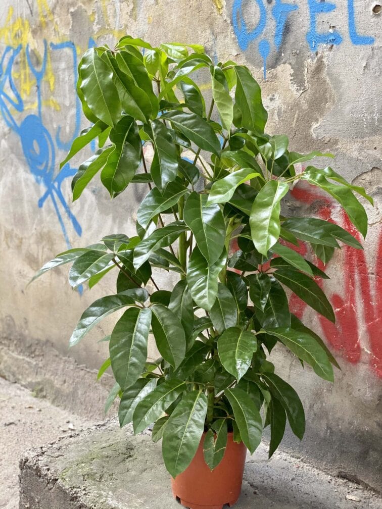 Zdjęcie Schefflera Amate w kategorii rośliny, ujęcie 3