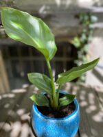 Zdjęcie Strelitzia Nicolai w kategorii rośliny, ujęcie 3