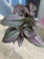 Zdjęcie Strobilanthes Dyeriana 'Persian Shield' w kategorii rośliny, ujęcie 1