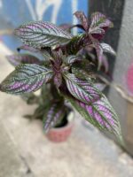 Zdjęcie Strobilanthes Dyeriana 'Persian Shield' w kategorii rośliny, ujęcie 2