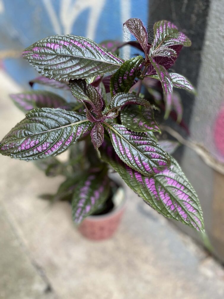 Zdjęcie Strobilanthes Dyeriana 'Persian Shield' w kategorii rośliny, ujęcie 2