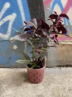 Zdjęcie Strobilanthes Dyeriana 'Persian Shield' w kategorii rośliny, ujęcie 3