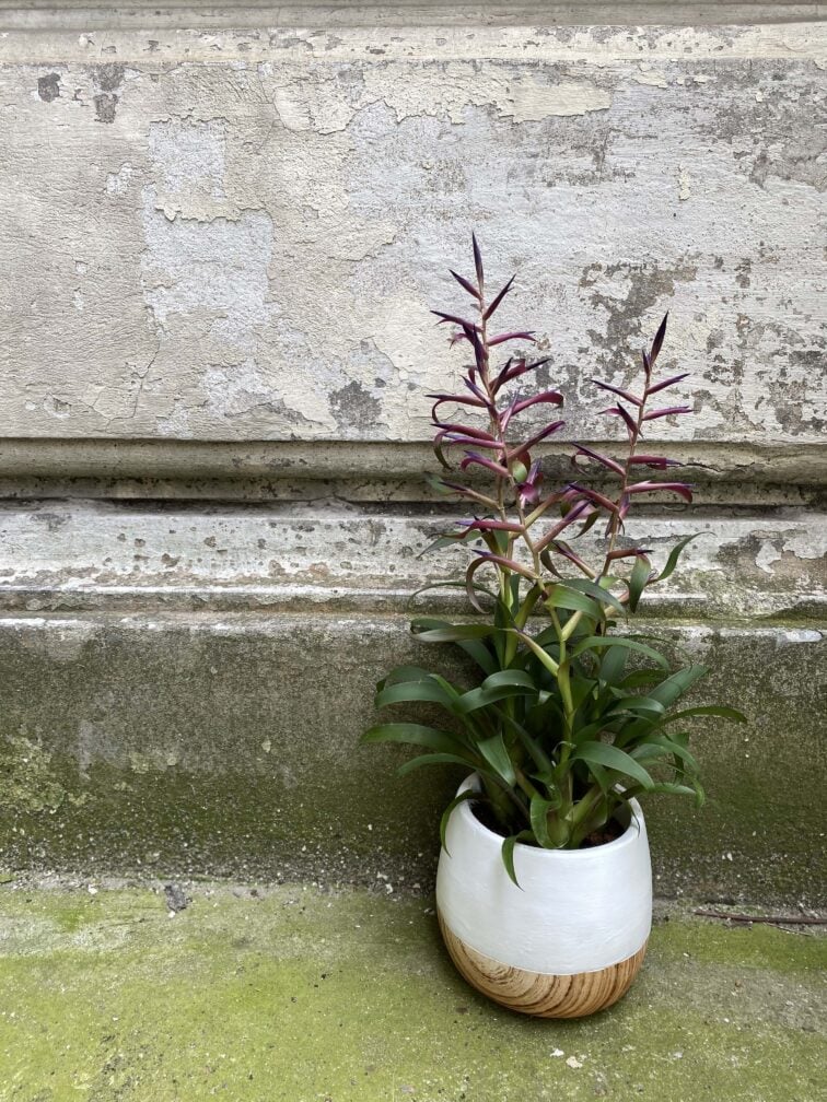 tillandsia-leiboldiana-mora_12x40-0.jpg Zdjęcie Tillandsia Leiboldiana Mora w kategorii rośliny, ujęcie 1