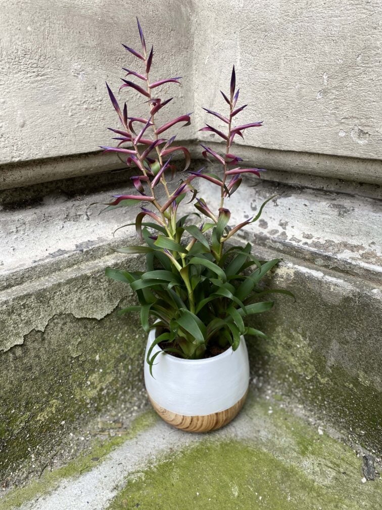 Zdjęcie Tillandsia Leiboldiana Mora w kategorii rośliny, ujęcie 2