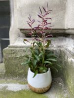 Zdjęcie Tillandsia Leiboldiana Mora w kategorii rośliny, ujęcie 3