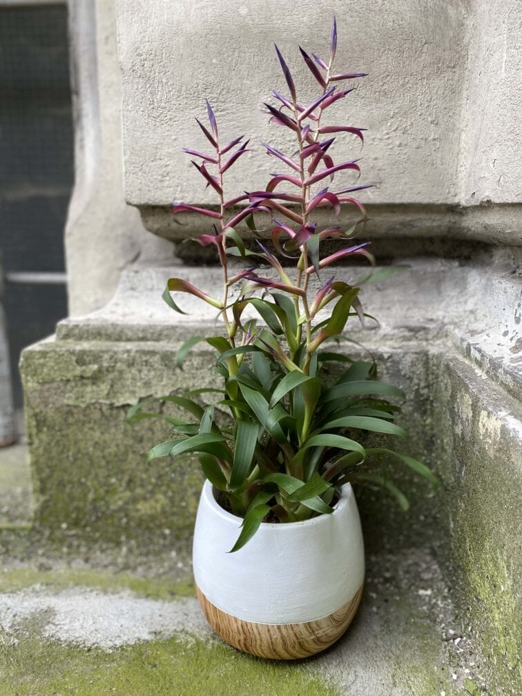 Zdjęcie Tillandsia Leiboldiana Mora w kategorii rośliny, ujęcie 3