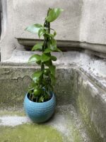 Zdjęcie Vanilla Planifolia w kategorii rośliny, ujęcie 2