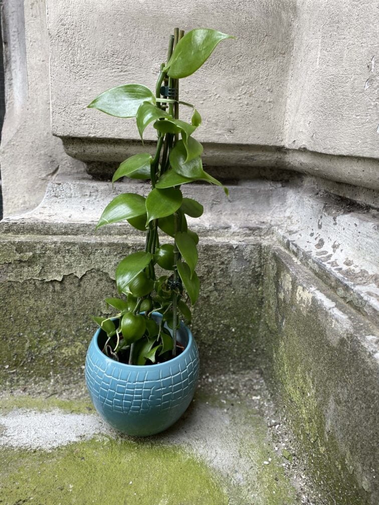 Zdjęcie Vanilla Planifolia w kategorii rośliny, ujęcie 2