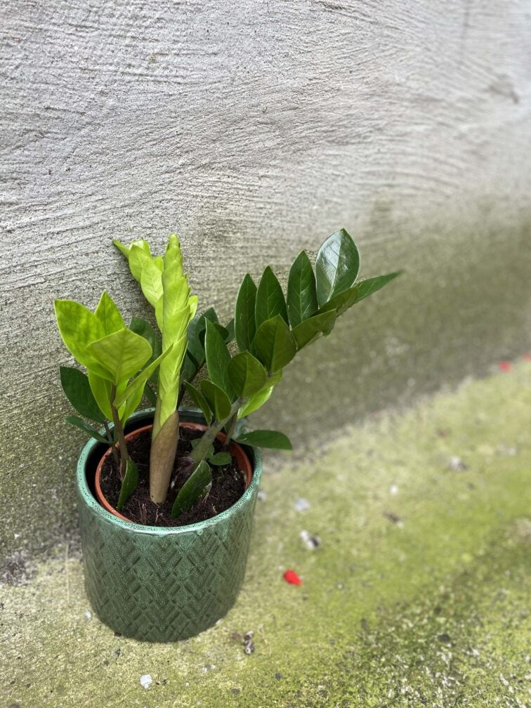 zamioculcas-zamiifolia_14x35-0.jpg Zdjęcie Zamioculcas Zamiifolia w kategorii rośliny, ujęcie 1