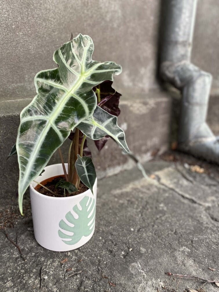 alocasia-polly_12x30-0.jpg Zdjęcie rośliny Alocasia Polly, ujęcie 1