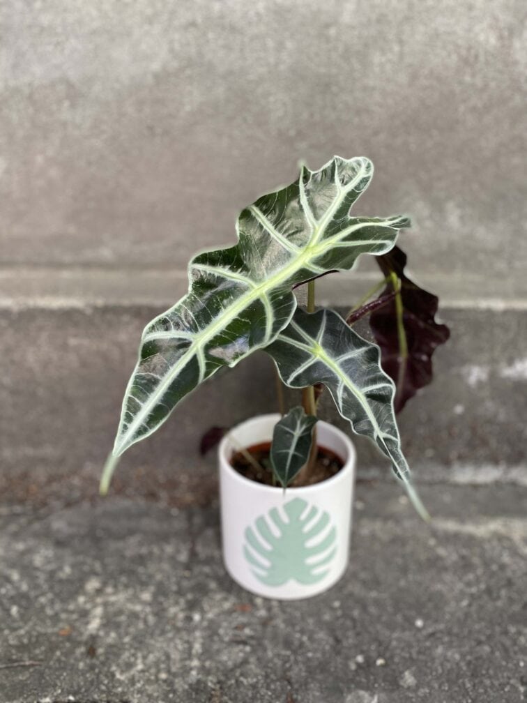 Zdjęcie rośliny Alocasia Polly, ujęcie 2