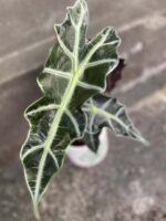 Zdjęcie rośliny Alocasia Polly, ujęcie 3