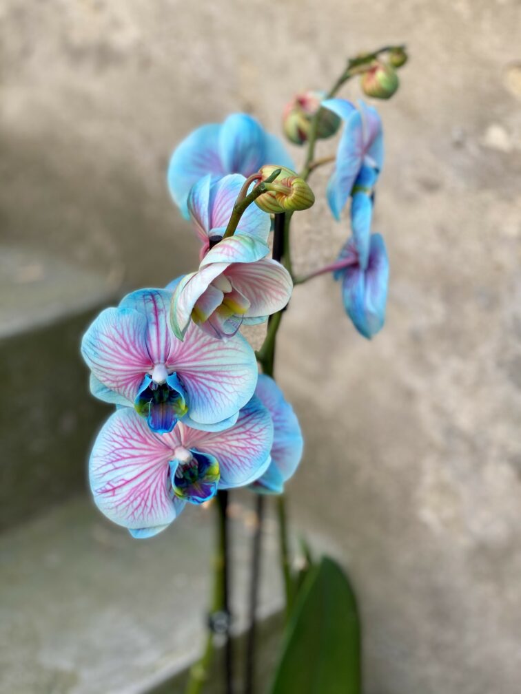 phalaenopsis-bubble-gum_12x55-0.jpg Zdjęcie rośliny Phalaenopsis Bubble gum, ujęcie 1