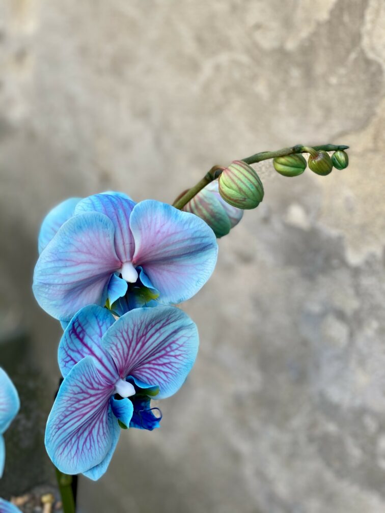 Zdjęcie rośliny Phalaenopsis Bubble gum, ujęcie 2