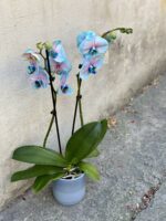 Zdjęcie rośliny Phalaenopsis Bubble gum, ujęcie 3