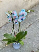 Zdjęcie rośliny Phalaenopsis Bubble gum, ujęcie 4