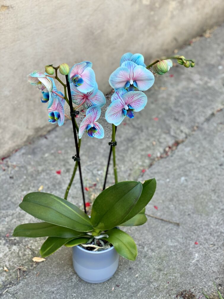 Zdjęcie rośliny Phalaenopsis Bubble gum, ujęcie 4