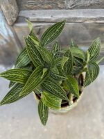 Zdjęcie rośliny Ludisia discolor Alba, ujęcie 2