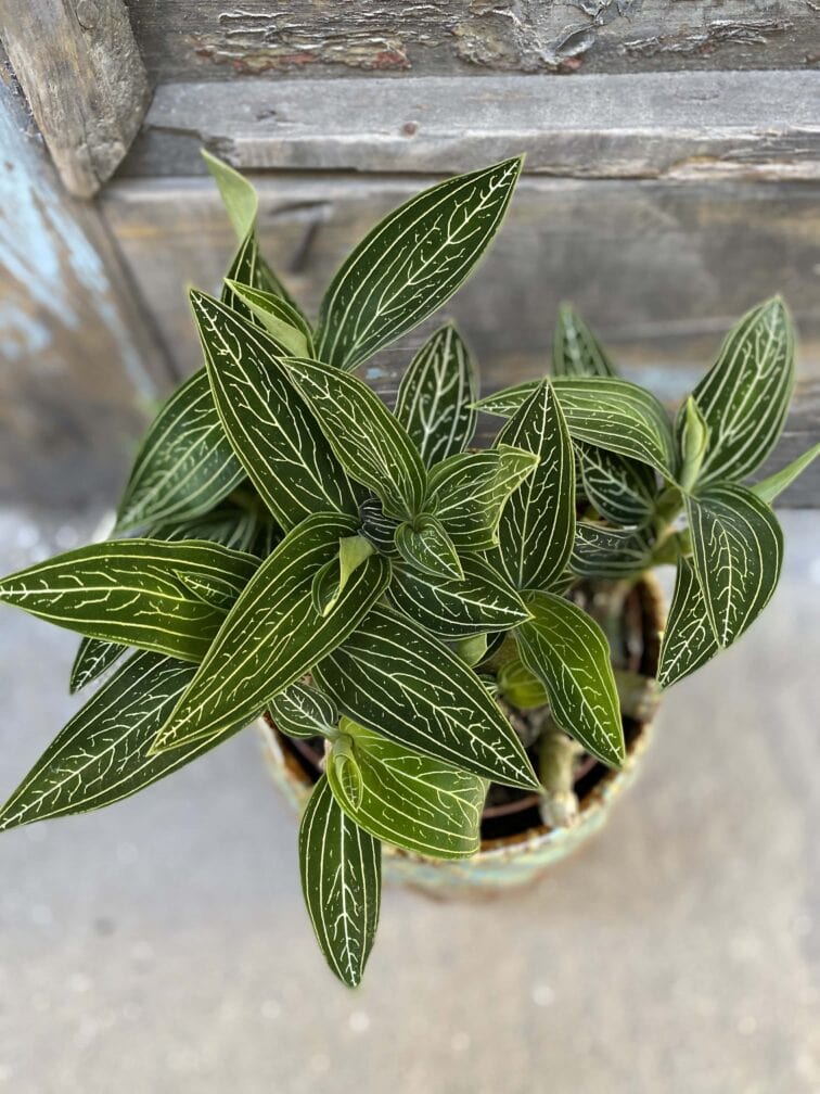 Zdjęcie rośliny Ludisia discolor Alba, ujęcie 2
