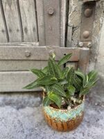 Zdjęcie rośliny Ludisia discolor Alba, ujęcie 3