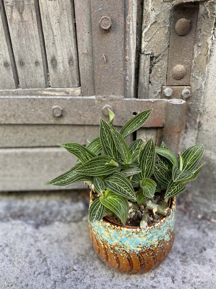 Zdjęcie rośliny Ludisia discolor Alba, ujęcie 3