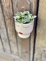 Zdjęcie rośliny Hypoestes phyllostachya, ujęcie 2