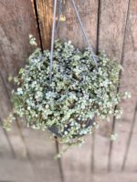 Zdjęcie rośliny Pilea Glaucophylla Greyzy, ujęcie 1